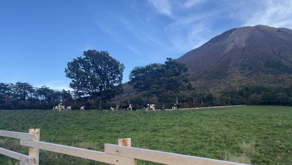 大山まきば みるくの里の牛