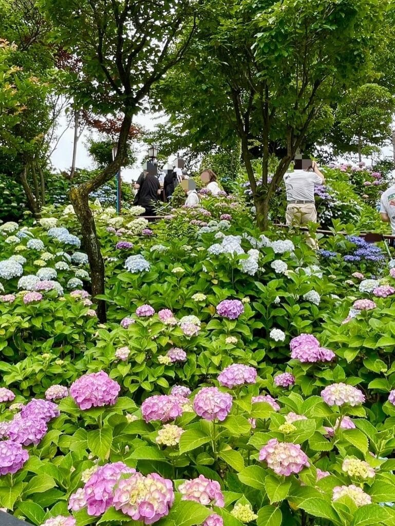 浅間白山神社のおやまの入口で撮った風景