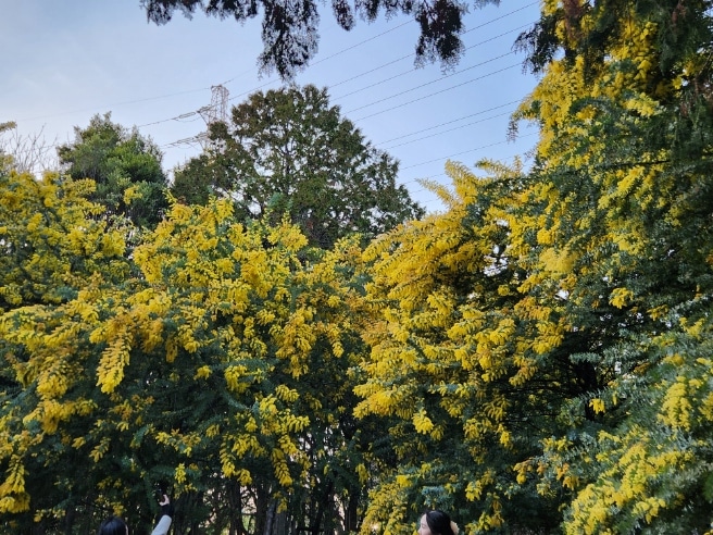 ミモザ 大府みどり公園