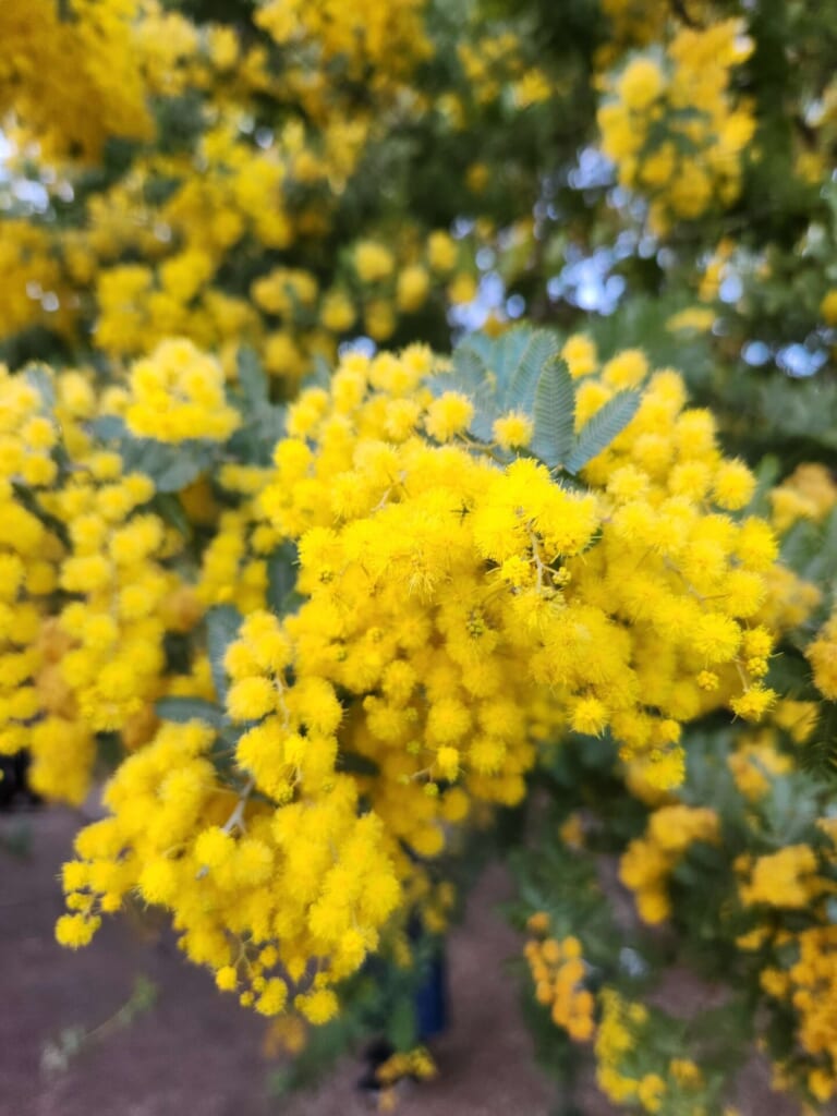 ミモザ 銀葉アカシア