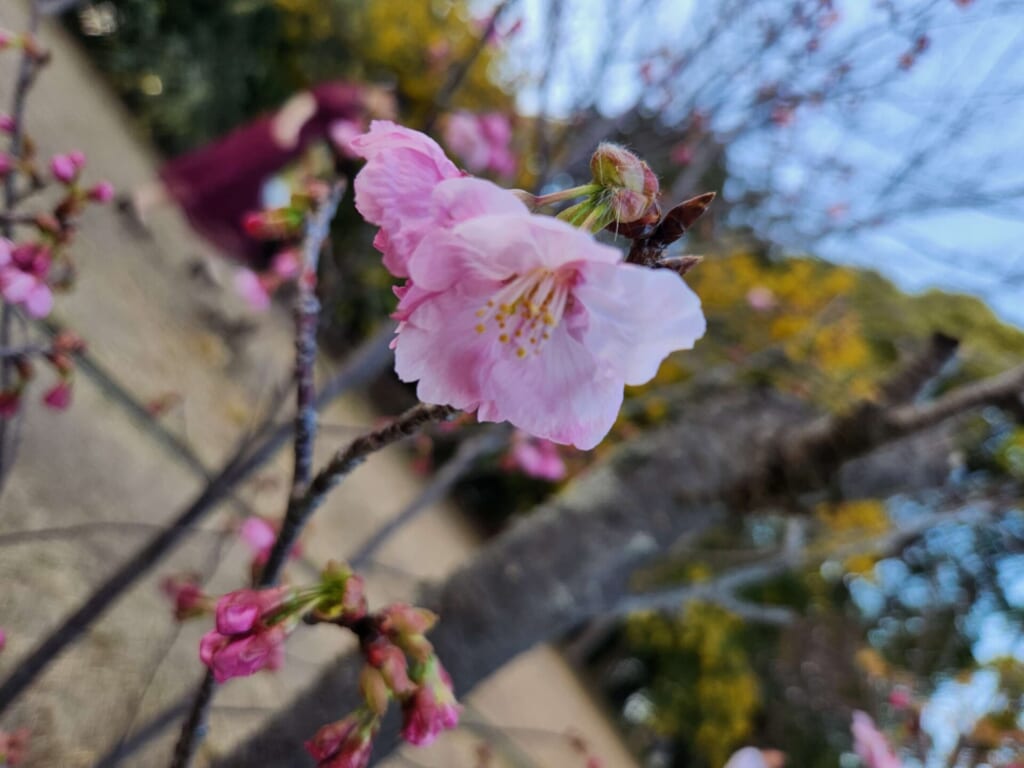 大府みどり公園 桜