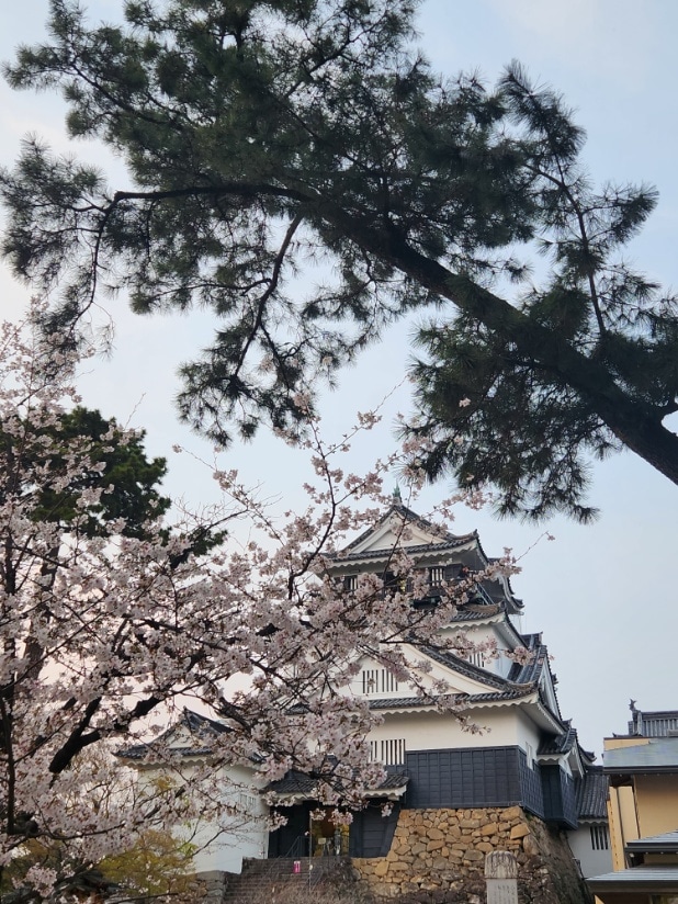 岡崎城 桜