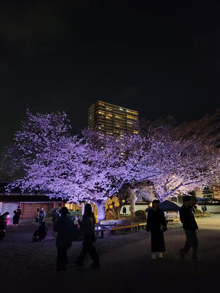 岡崎城公園 桜まつり