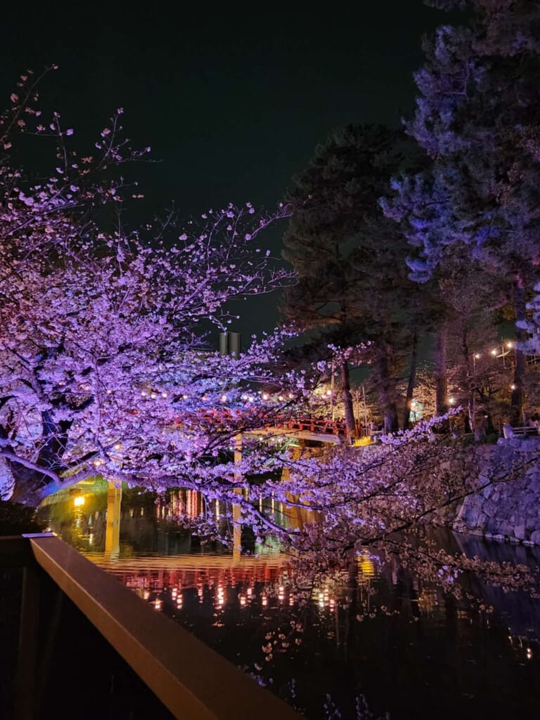 岡崎城公園桜まつり 夜桜