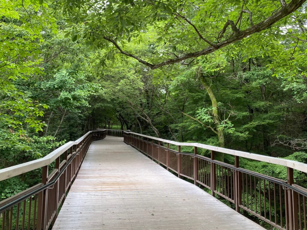 ジブリパークの無料エリア:どんどこ森までの散策路