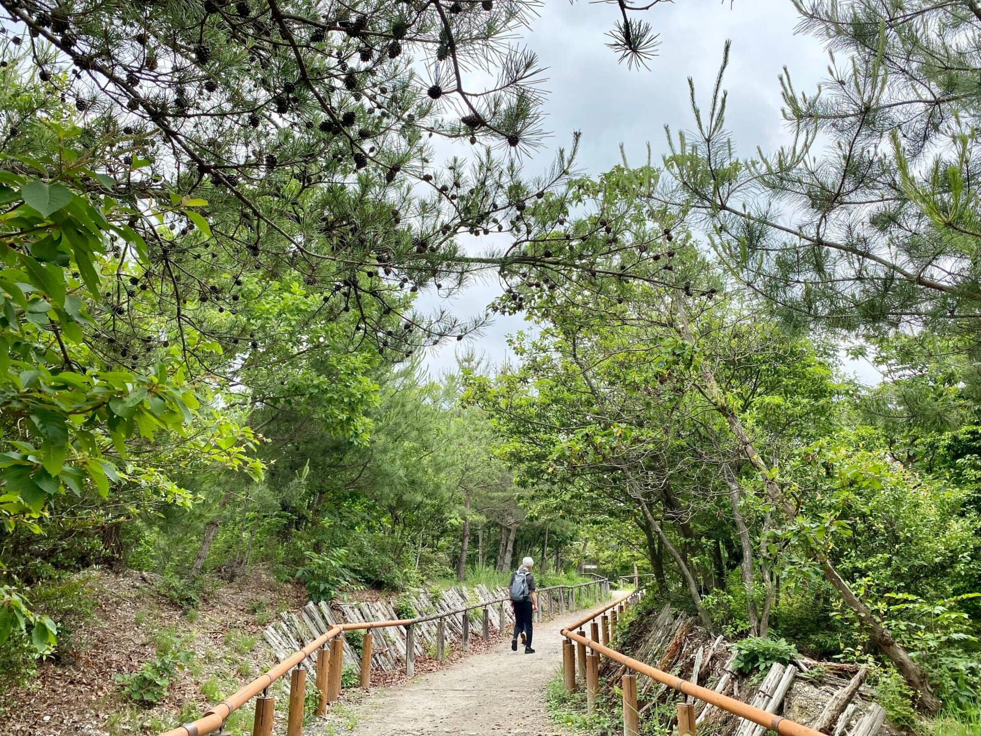 ジブリパークの無料エリア:「ジブリの大倉庫」〜「どんどこ森」間の森の散策路