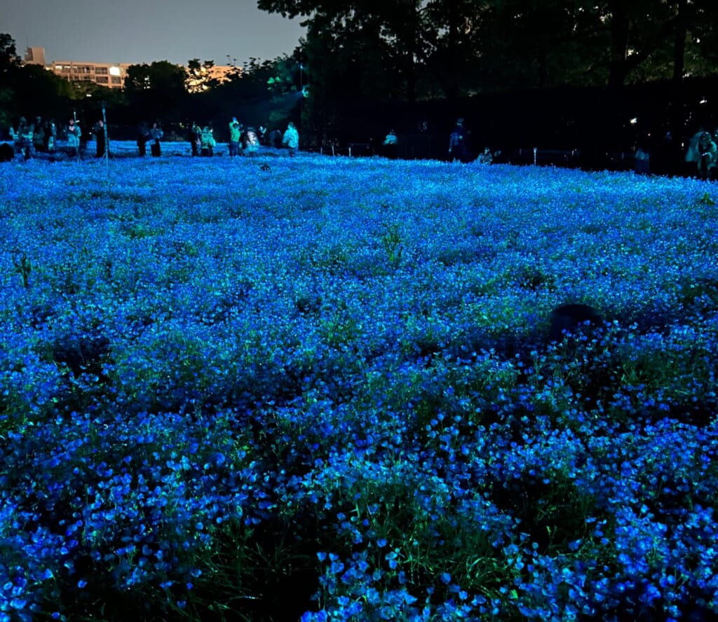 長居公園ネモフィラ畑