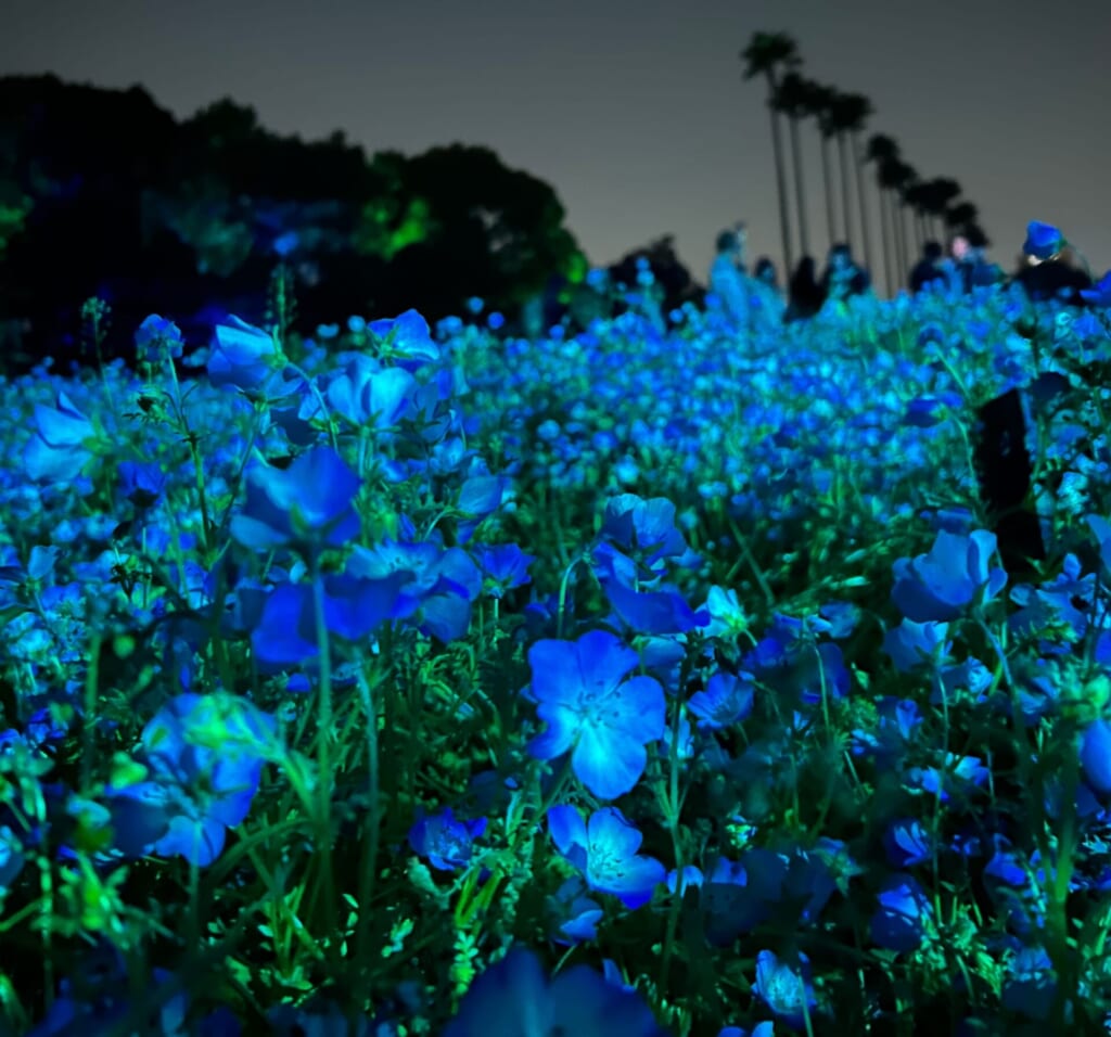 長居公園ネモフィラ畑