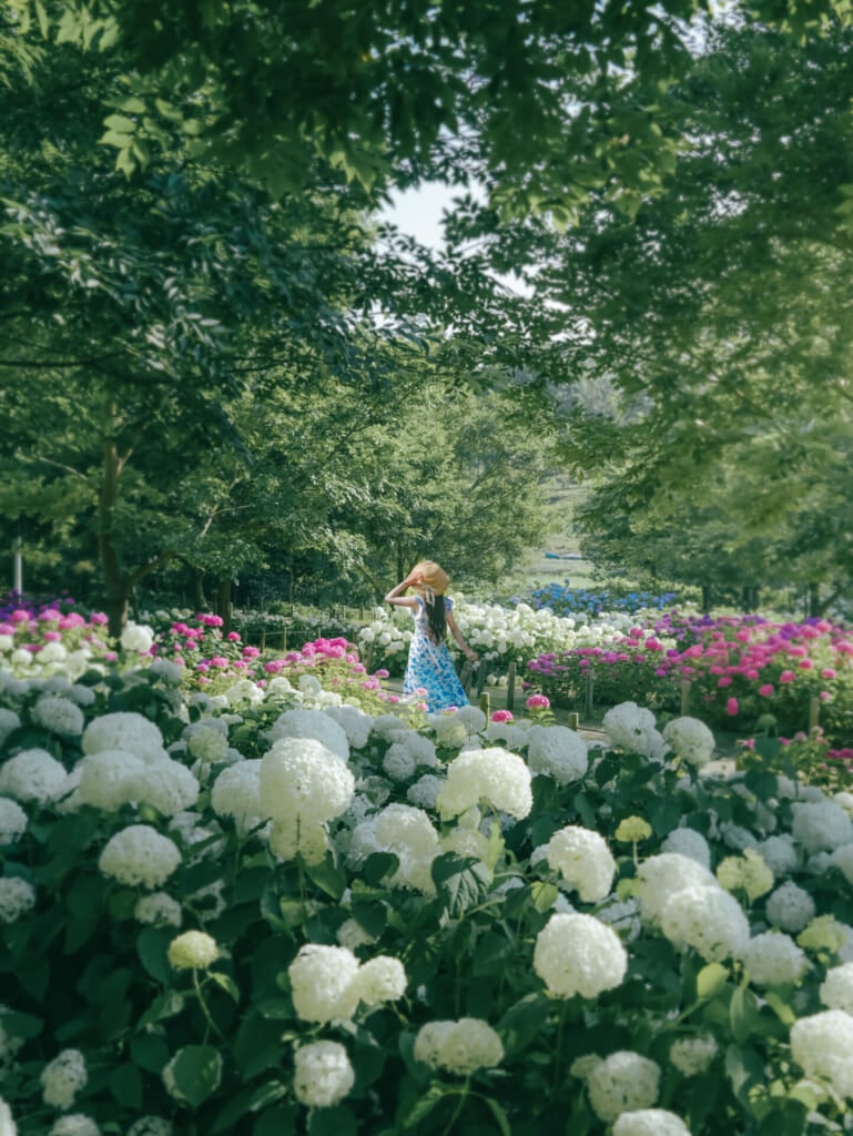 紫陽花スポット　蜻蛉池公園
