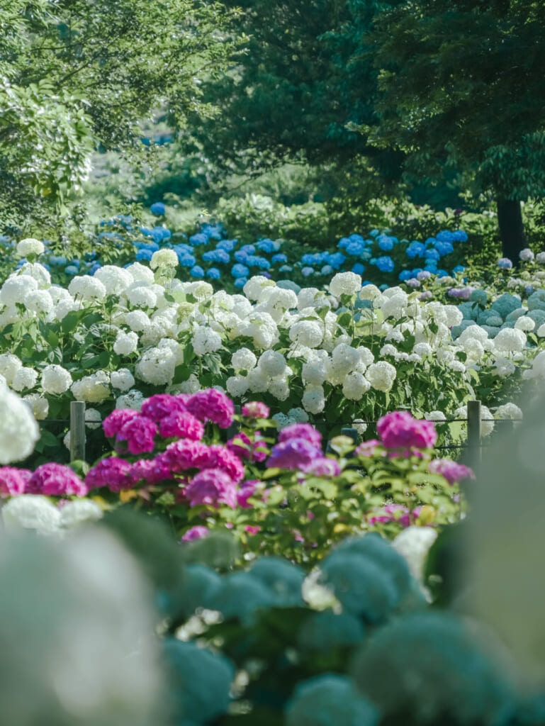紫陽花スポット　蜻蛉池公園