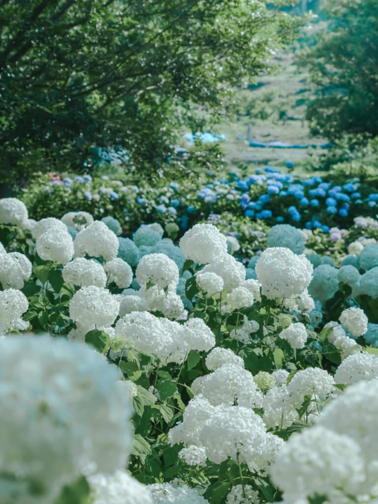 紫陽花スポット　蜻蛉池公園