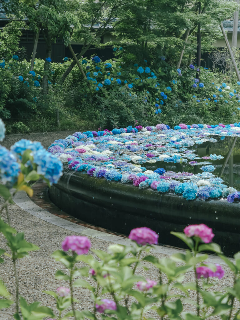 紫陽花スポット　久安寺