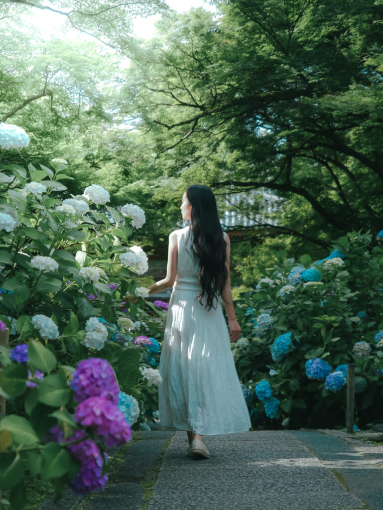 紫陽花スポット　久安寺