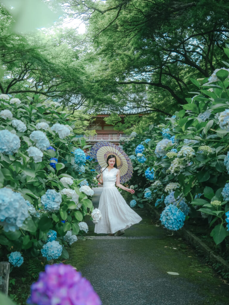 紫陽花スポット　久安寺