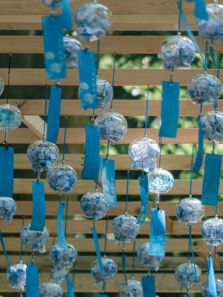 紫陽花スポット　長居植物園　紫陽花の風鈴