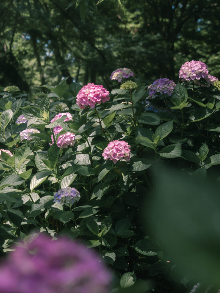 紫陽花スポット　長居植物園　紫陽花