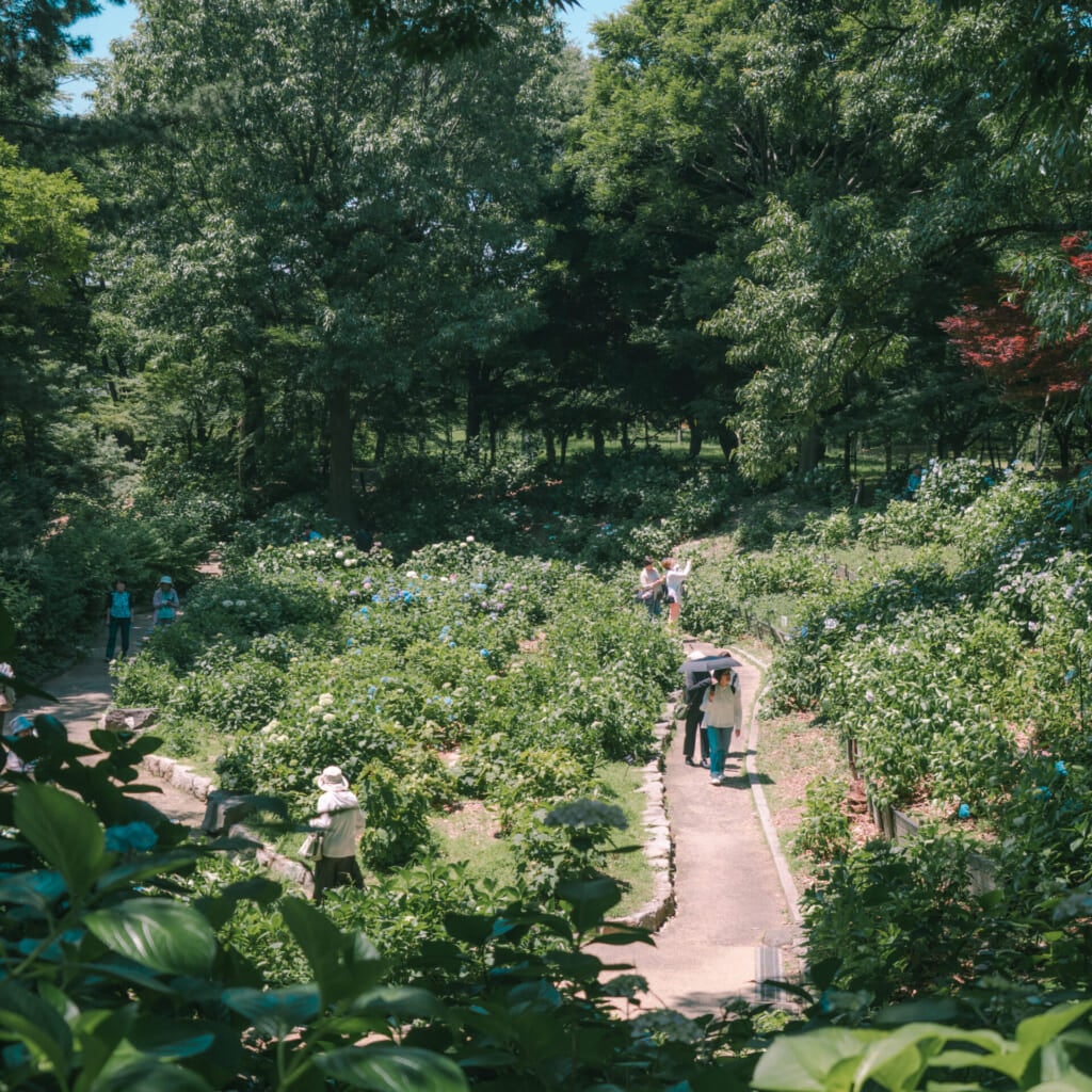 紫陽花スポット　長居植物園