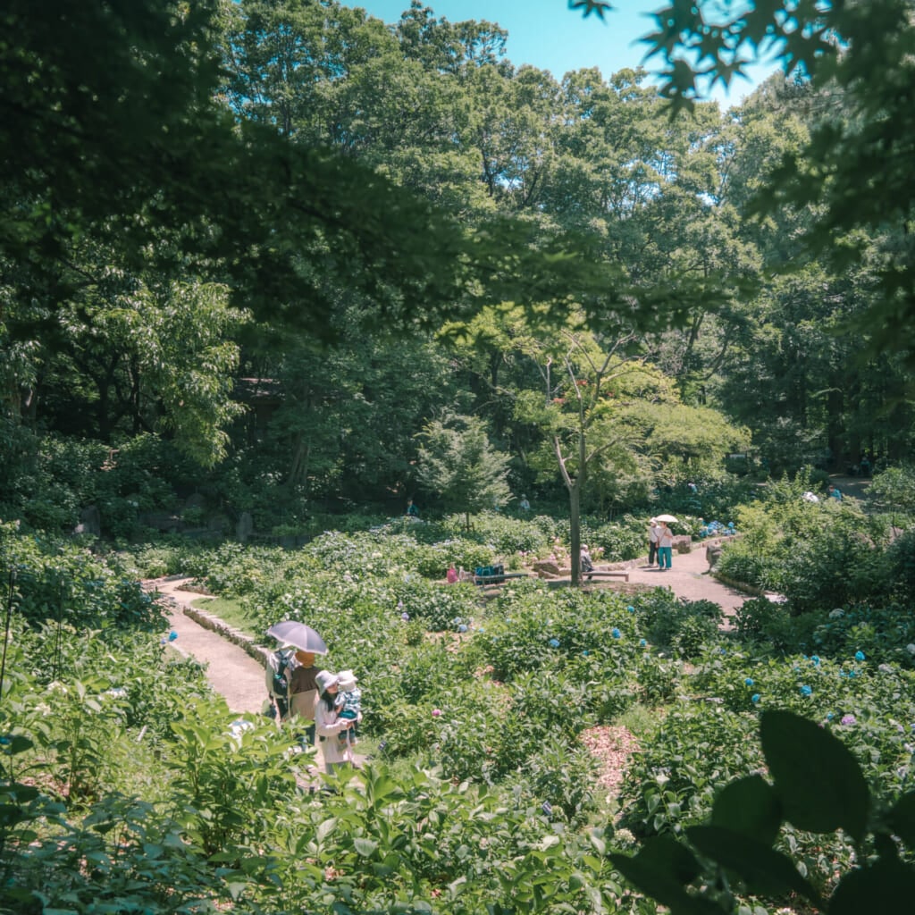 紫陽花スポット　長居植物園