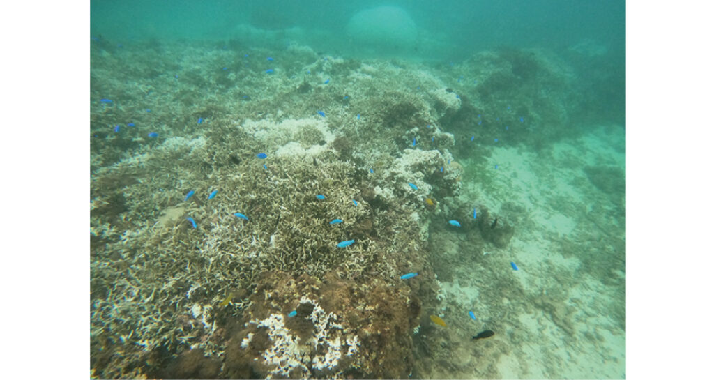 沖縄ならではの透明な海でシュノーケリング（莉緒さん・大学3年）