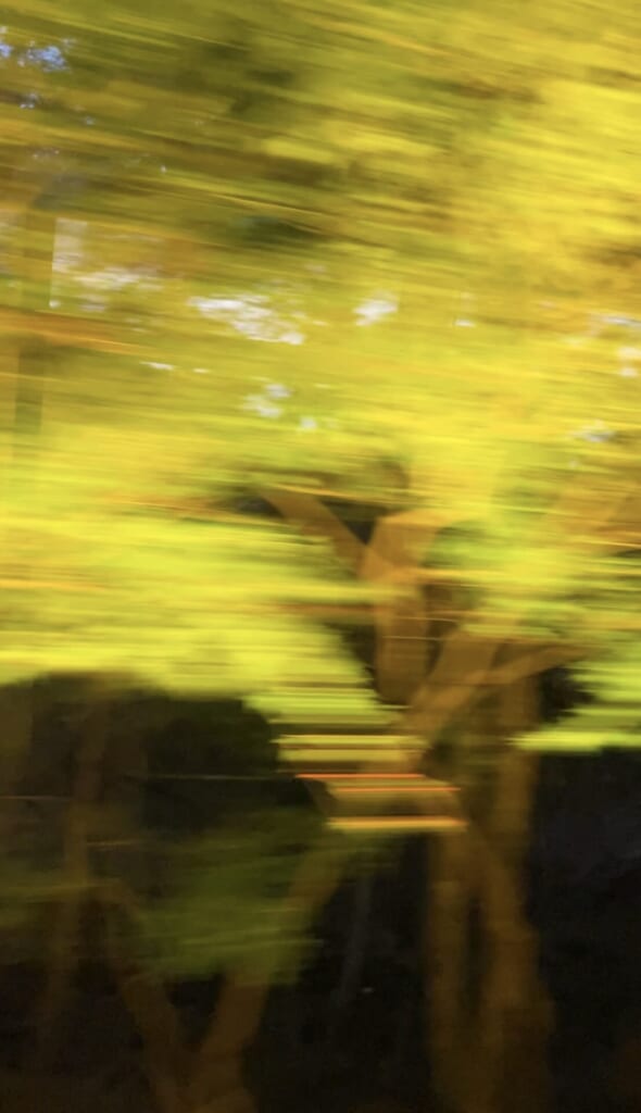 叡山電車で徐行運転されるもみじのトンネルの様子。葉というより、黄色い光が線のように見える。幹はかろうじて見える。