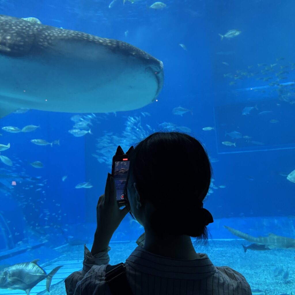 沖縄美ら海水族館のジンベイザメ