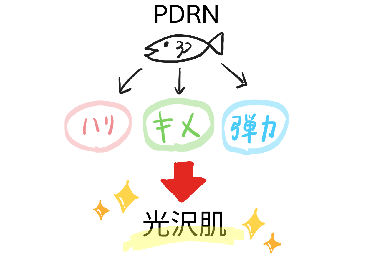PDRNの効果を簡単に示した図（光沢肌への道筋）