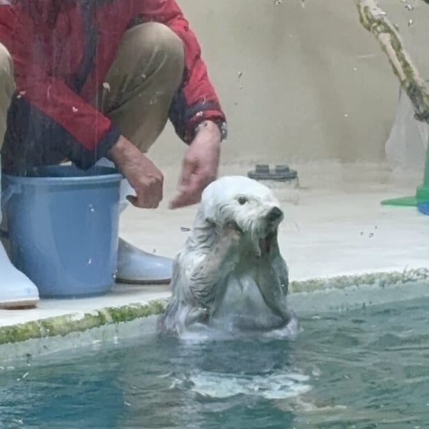 飛ばす意味 ラッコのメイちゃん