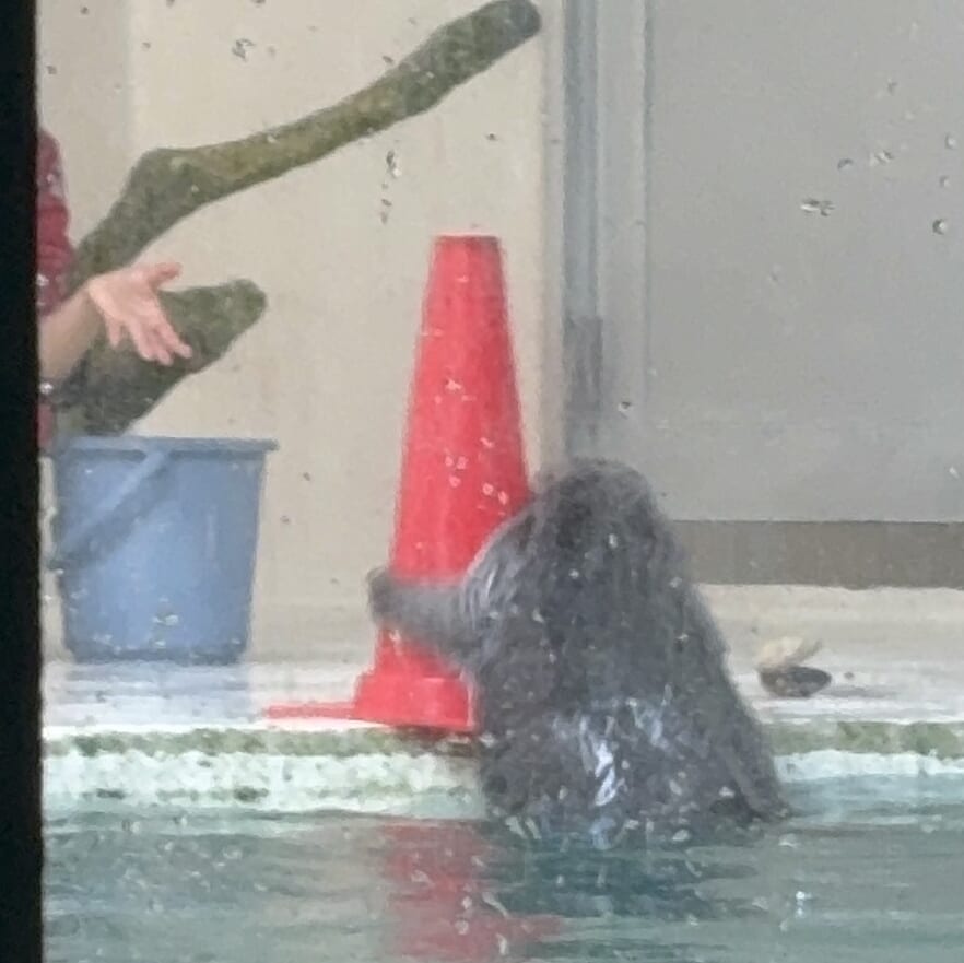 鳥羽水族館 ラッコのキラちゃん
