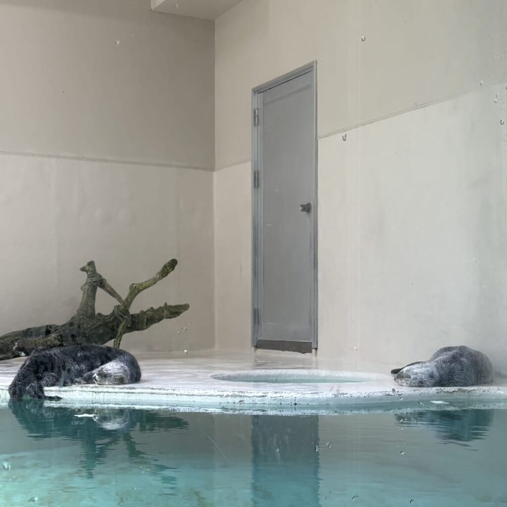 鳥羽水族館 ラッコ水槽で寝ているメイちゃんとキラちゃん