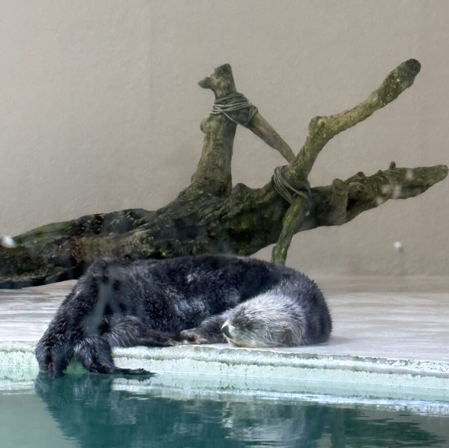 鳥羽水族館 寝るラッコのキラちゃん