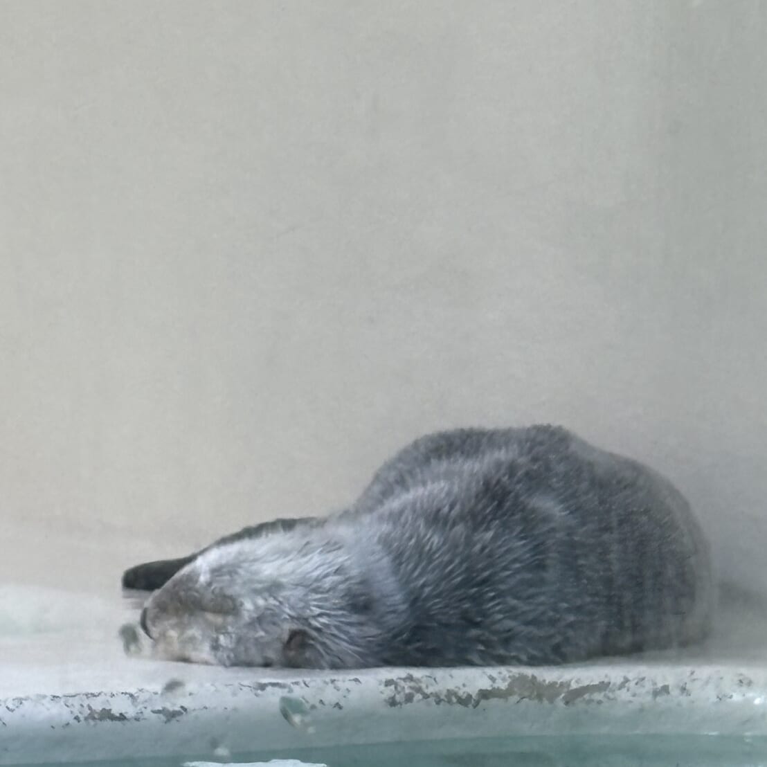 鳥羽水族館 寝るラッコのメイちゃん