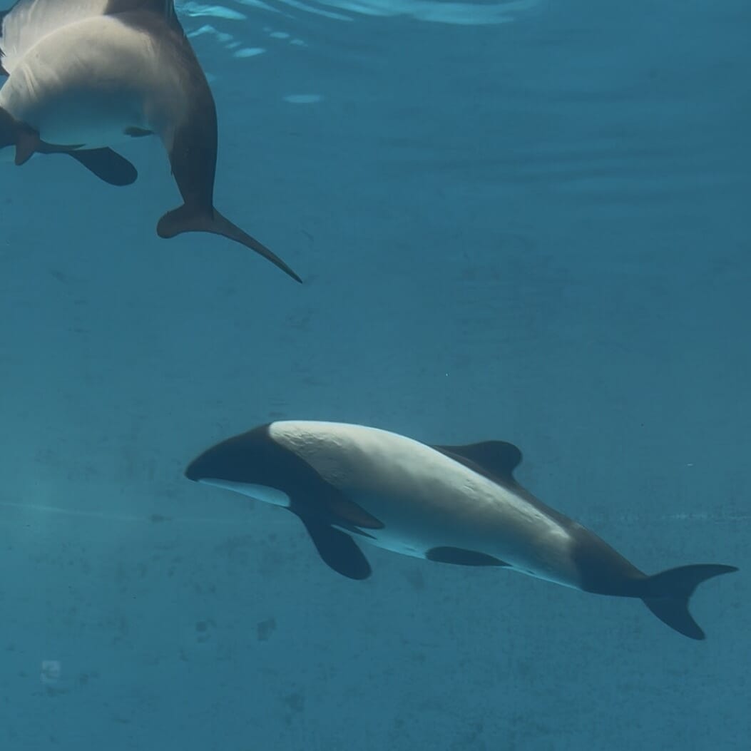 鳥羽水族館 イロワケイルカ