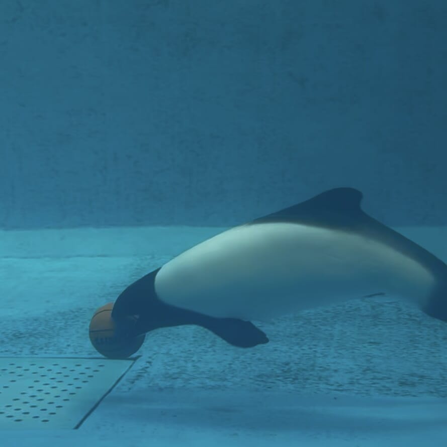 鳥羽水族館 イロワケイルカ