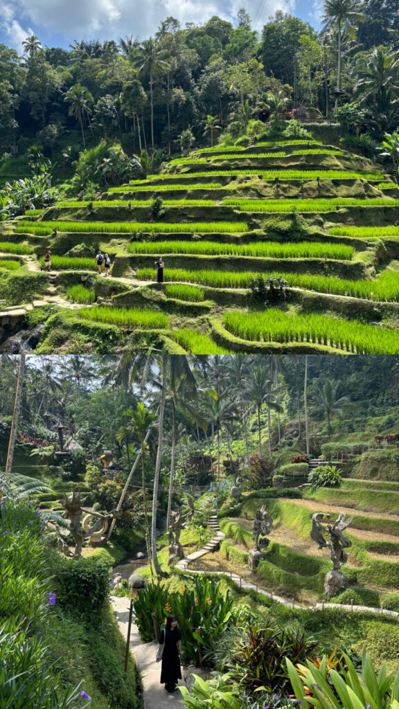 テガララン　ライステラス