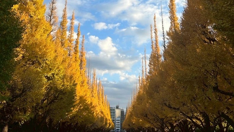 神宮外苑のいちょう並木