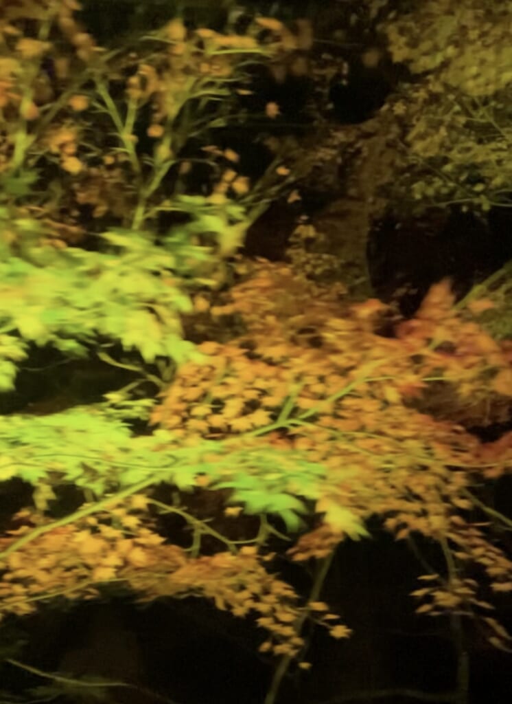 叡山電車で徐行運転されるもみじのトンネルの様子。もみじの形がはっきりわかる。オレンジと緑の葉が混ざっている。