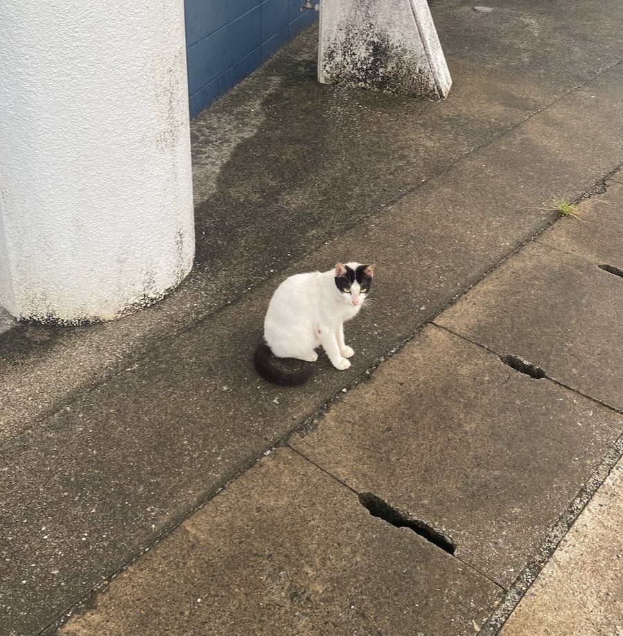 散歩中に会った猫