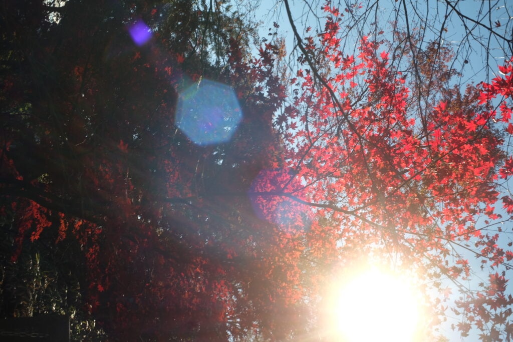 紅葉
