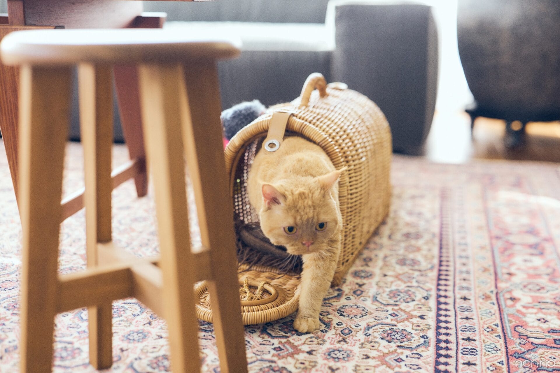 今月の彼氏大人編前原滉さん企画内に登場した猫のショット