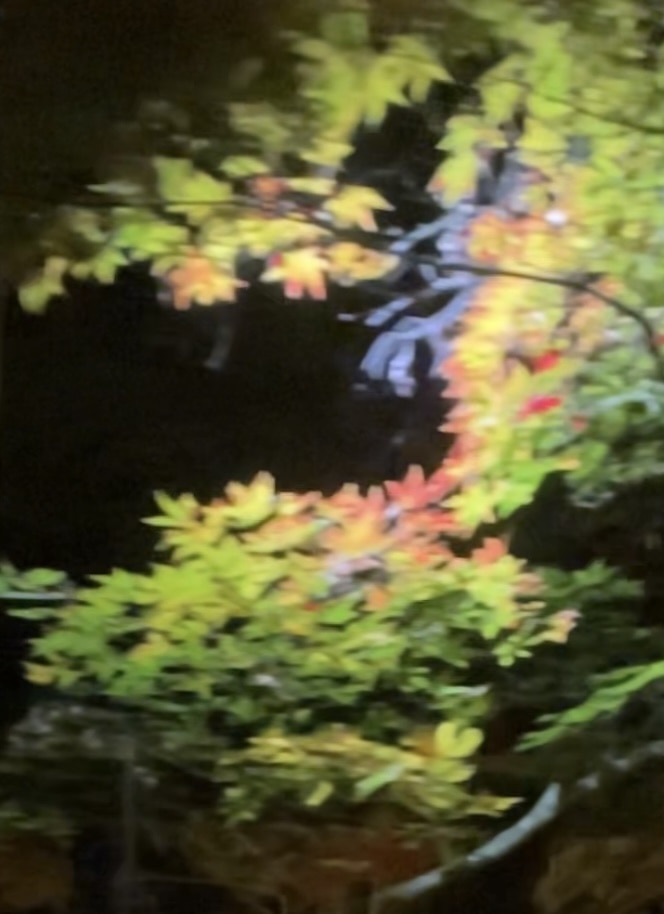 叡山電車で徐行運転されるもみじのトンネルの様子。赤、黄、緑が混ざった葉のグラデーションが目立っている。