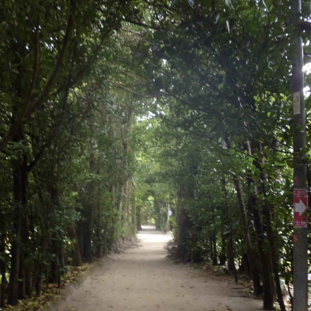 沖縄備瀬のフクギ並木をデジカメで撮った写真