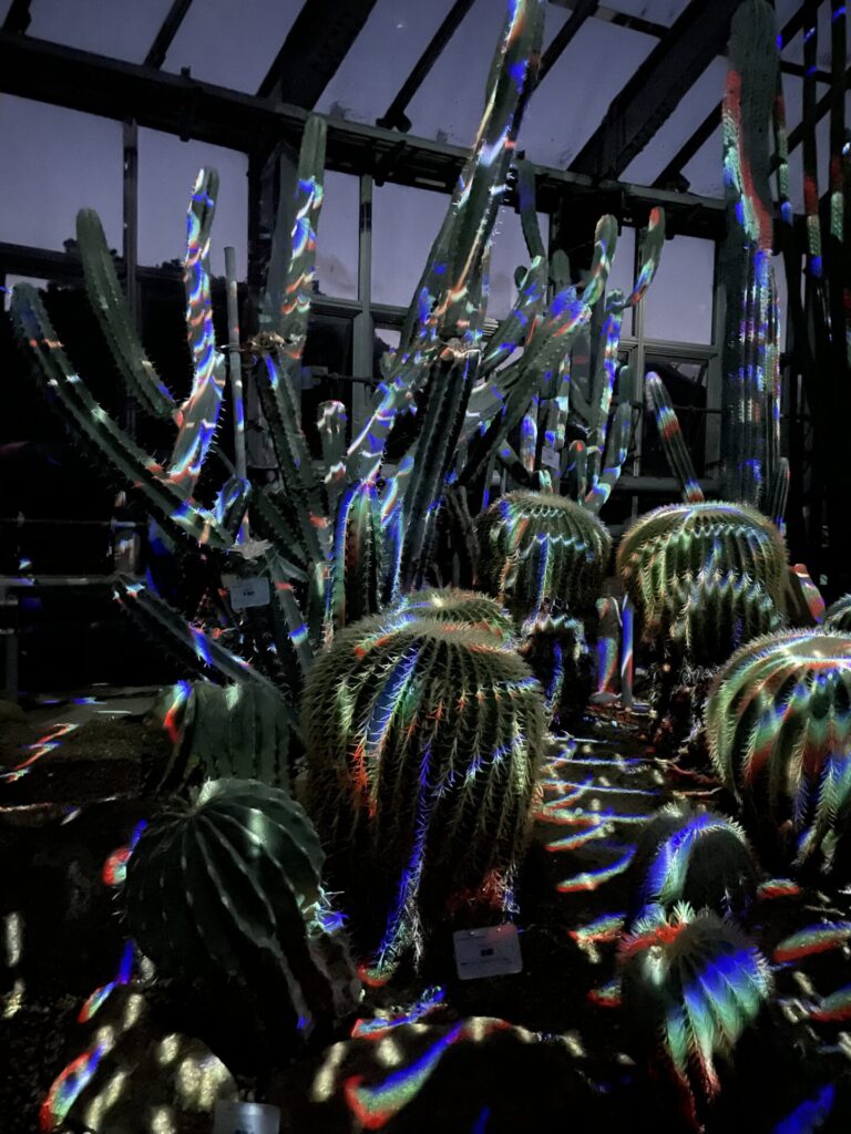 『LIGHT CYCLES』のサボテンの景色