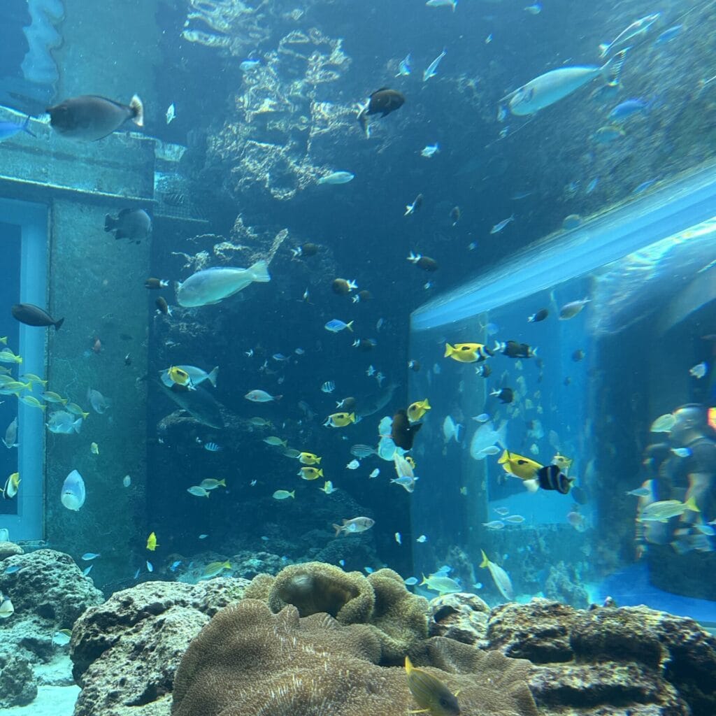 沖縄美ら海水族館の様子