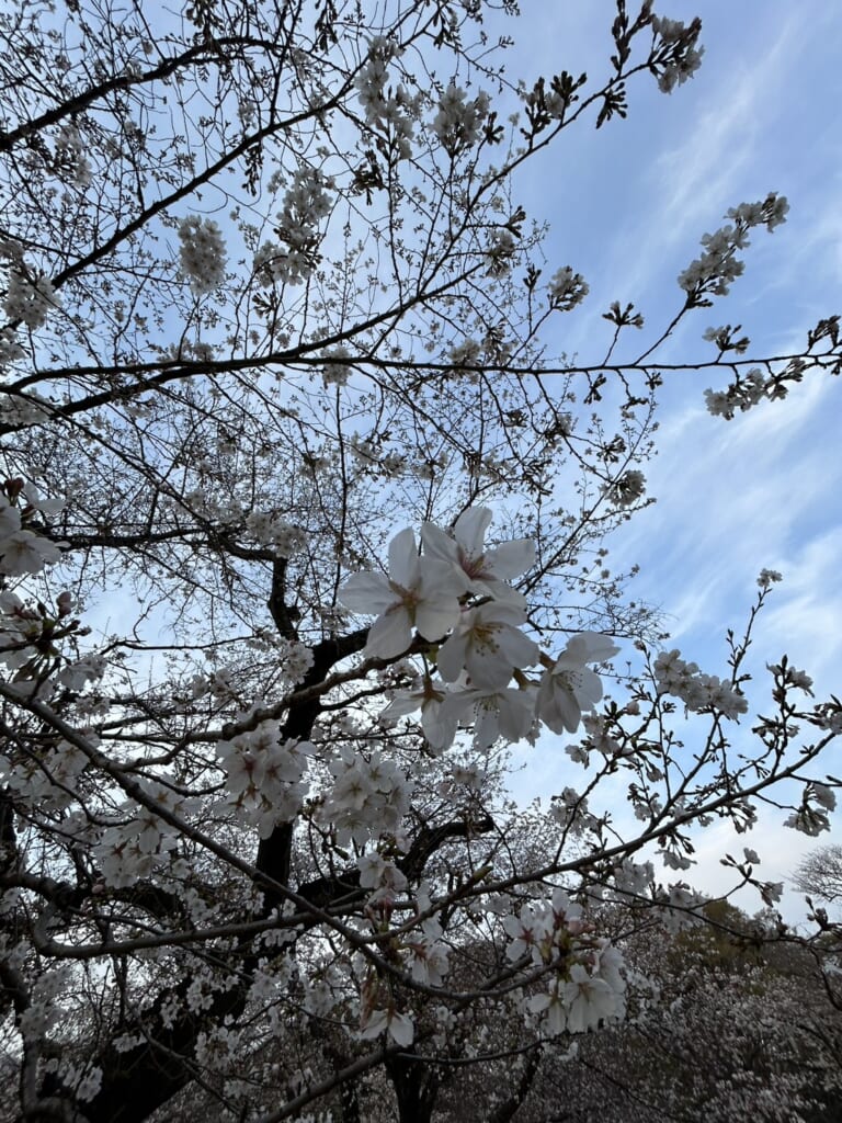 これは、今年2026年に代々木公園に行ったときのものです。