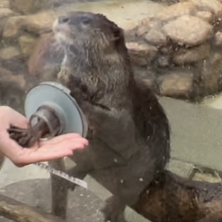 水族館でカワウソと握手している画像です。