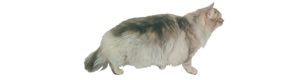 猫モデル・リリちゃん