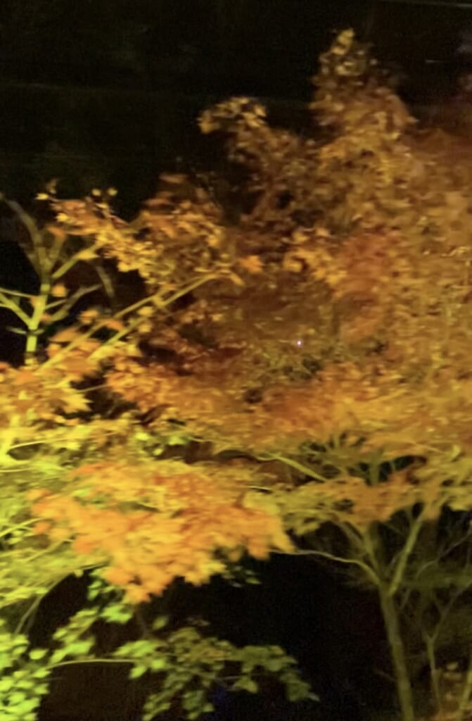 叡山電車で徐行運転されるもみじのトンネルの様子。オレンジ色の葉がライトアップされている。