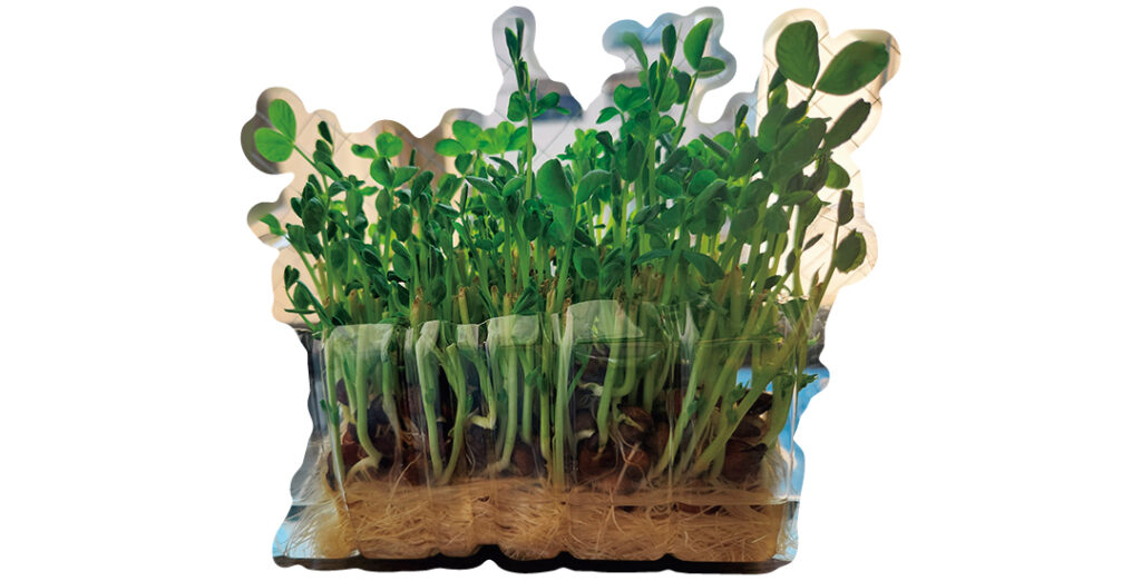 自宅で豆苗を育てて楽しみながら食費を抑える（みゃー子さん・大学4年）