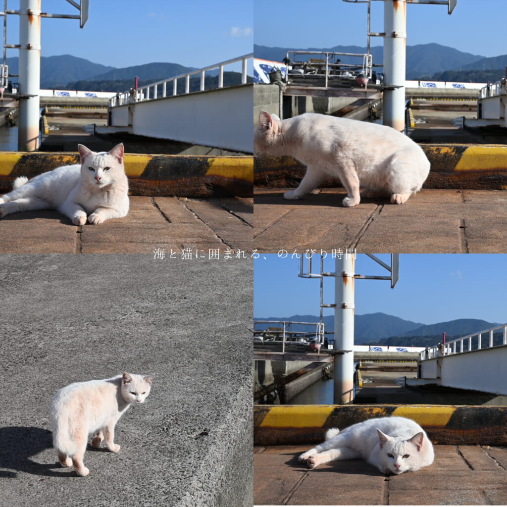 伊王島ねこ