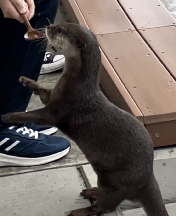 水族館のショーでカワウソにエサを渡している画像です。